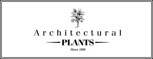 Architectural_Plants_White